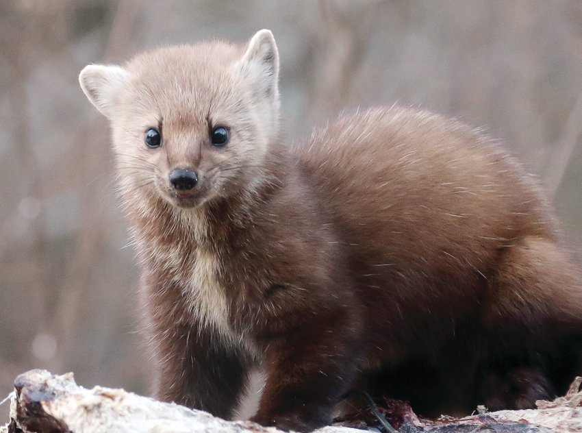 American marten deals for sale